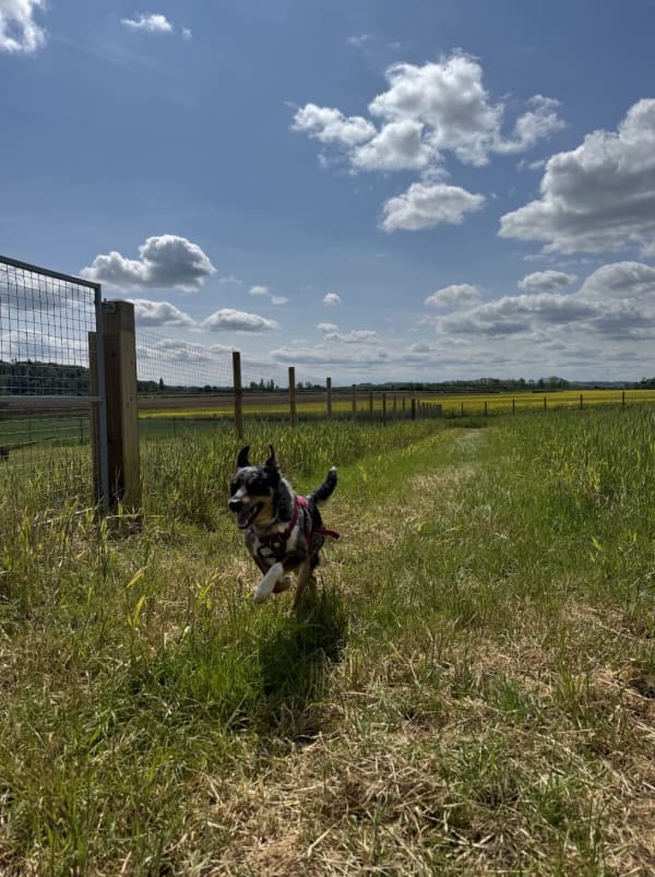 A secure, fully-fenced field at Keynsham Dog Park