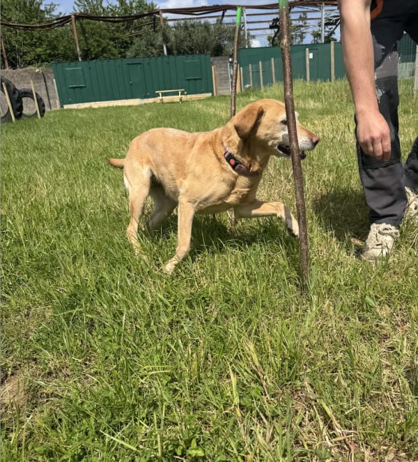 A secure, fully-fenced field at Keynsham Dog Park