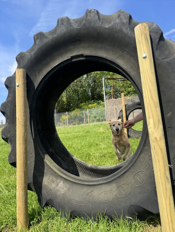 A secure, fully-fenced field at Keynsham Dog Park