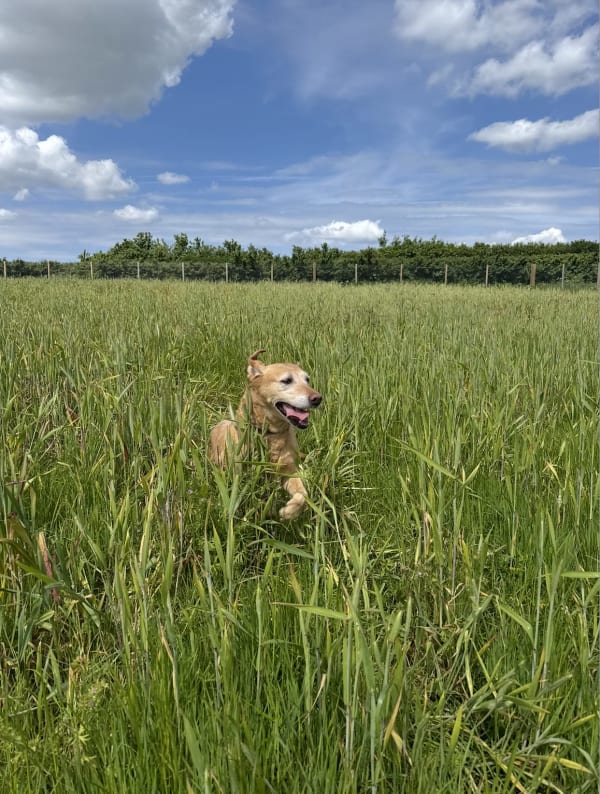 A secure, fully-fenced field at Keynsham Dog Park