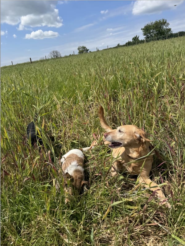 A secure, fully-fenced field at Keynsham Dog Park