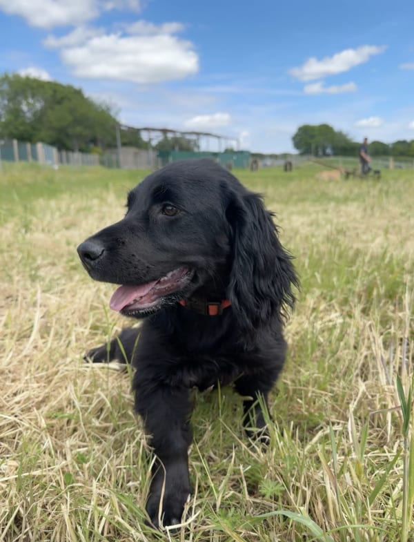 A secure, fully-fenced field at Keynsham Dog Park