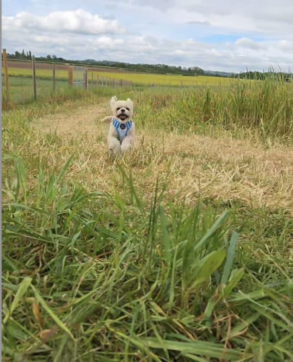 A secure, fully-fenced field at Keynsham Dog Park