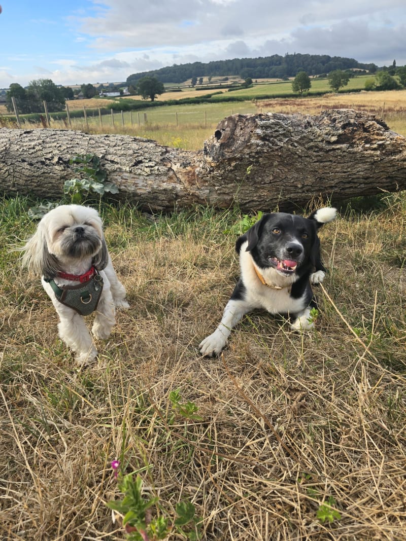 Chewie and Rover loved the sniff park
