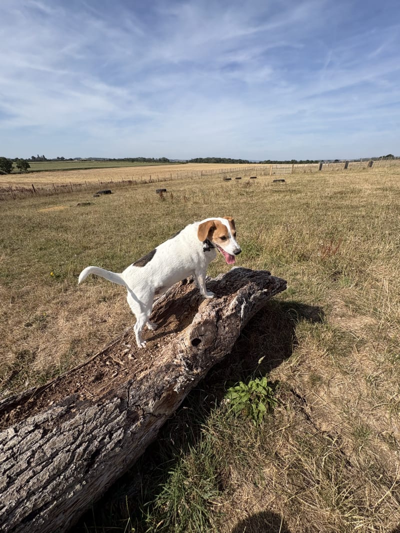 Flash, Pongo, Star and Blaze love coming to the field and having the freedom to run around