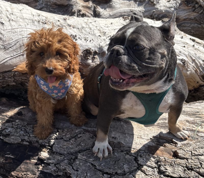 Betsie & Ziggy