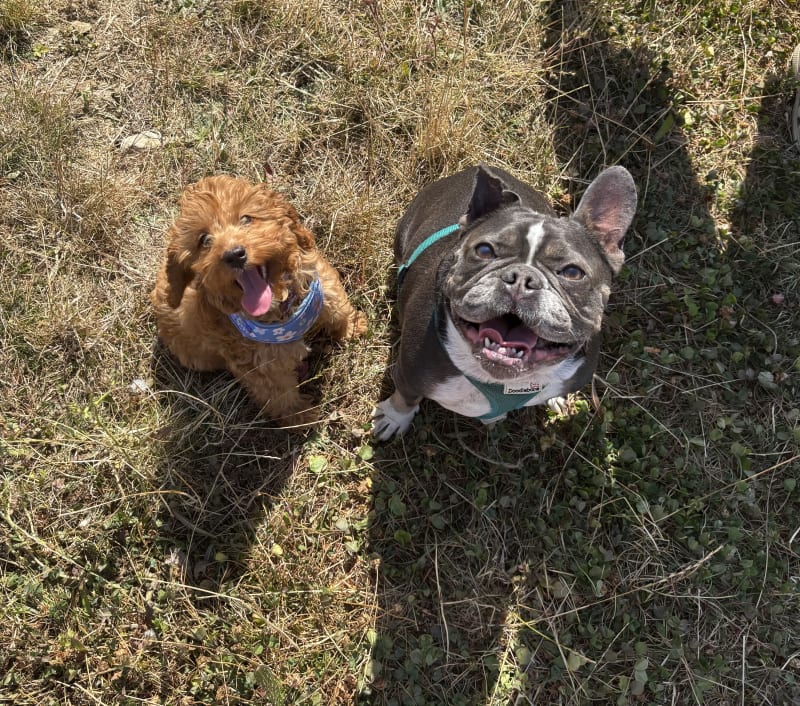 Betsie & Ziggy