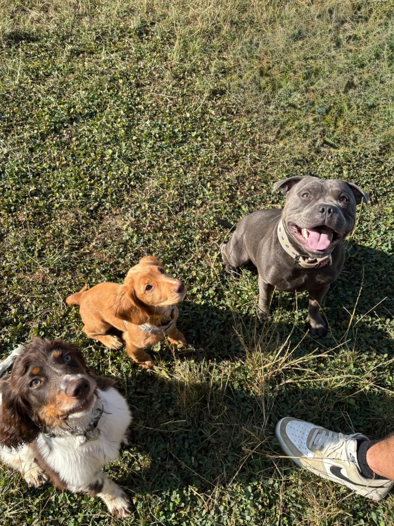 Rocco Amber and Bruce all enjoying the dog park