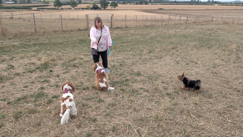 Hamish, Brownie and Sparrow