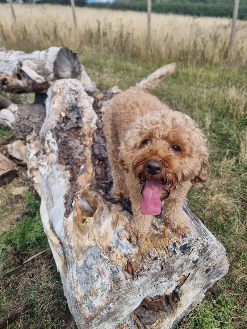 Max and Rolo loved the dog park