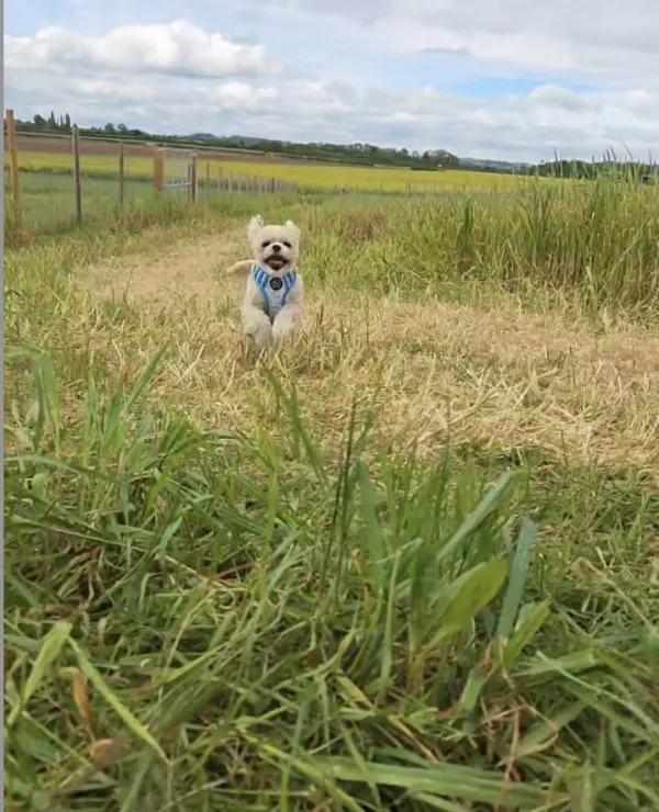 A secure, fully-fenced field at Keynsham Dog Park