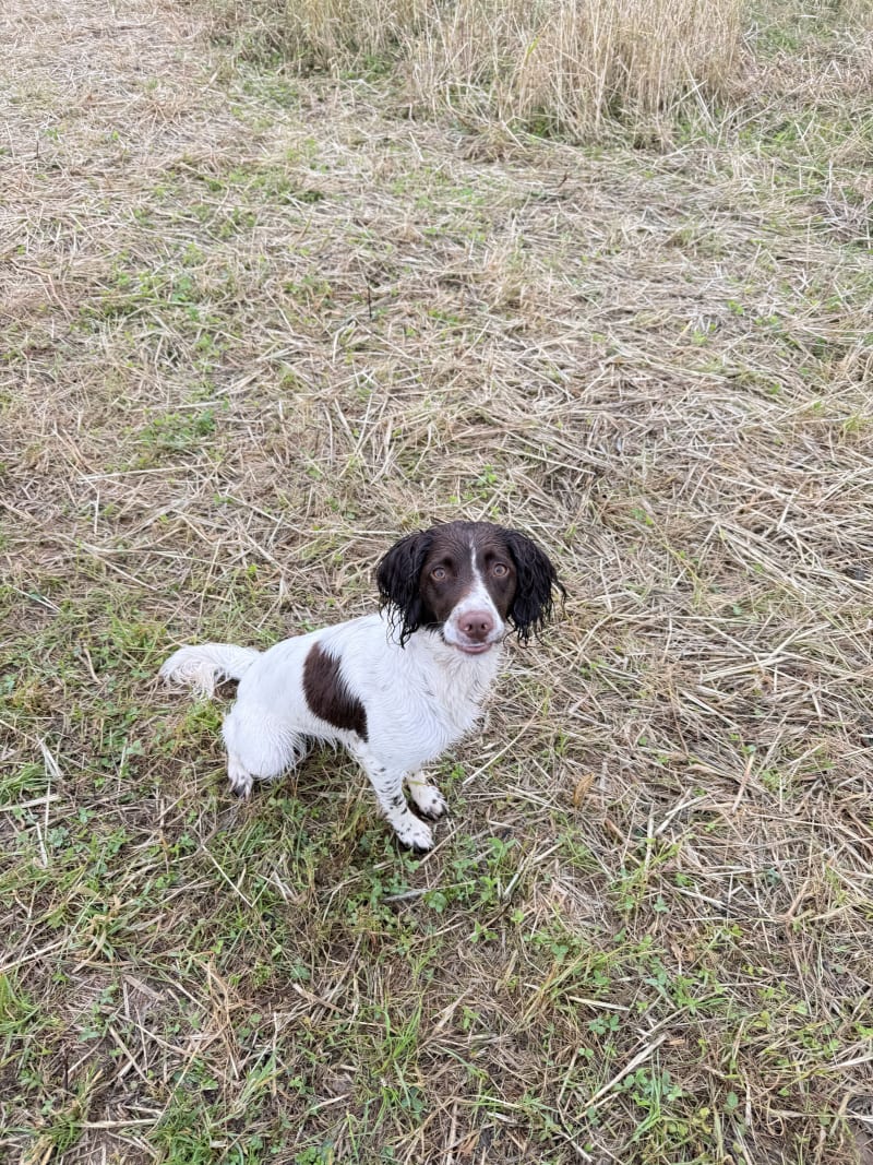 Fern finding her retrieve in the corn field — a dog at Keynsham Dog Park, a secure private dog field in Keynsham, Bristol