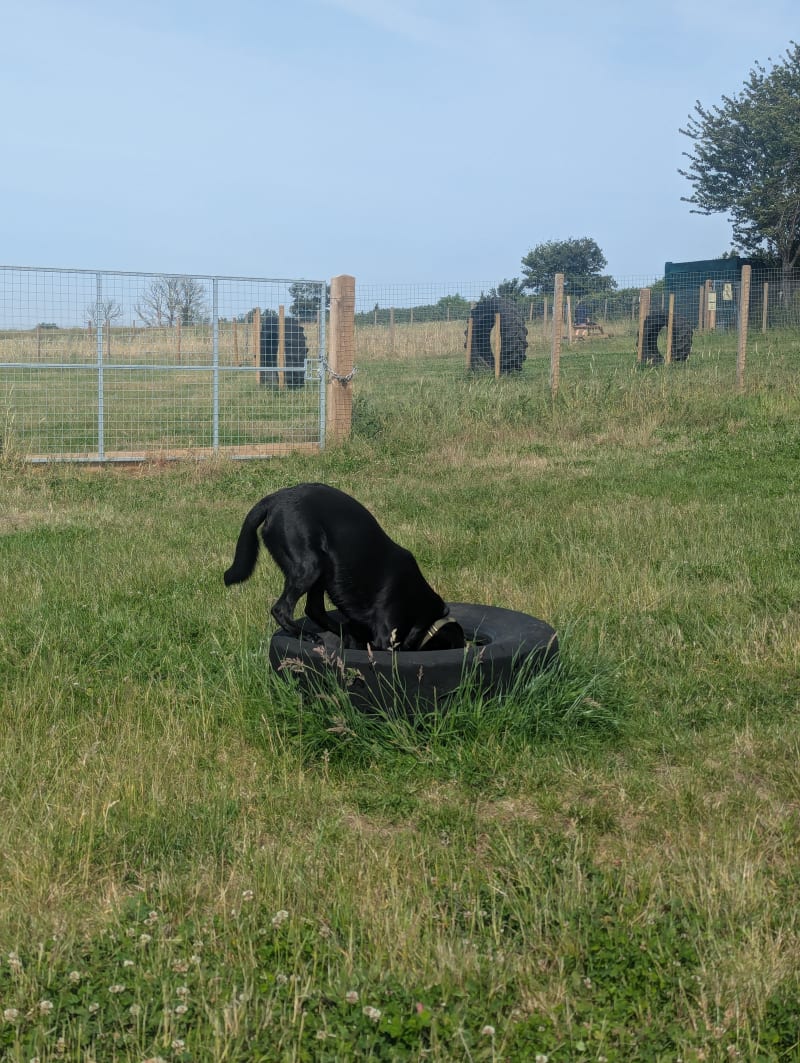 That's one way to explore! — a dog at Keynsham Dog Park, a secure private dog field in Keynsham, Bristol