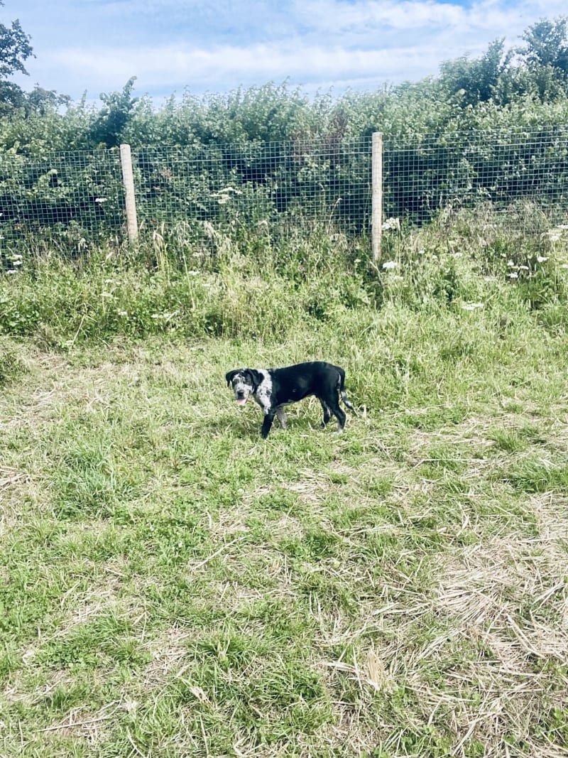 A Bullador at Keynsham Dog Park, a secure private dog field in Keynsham, Bristol