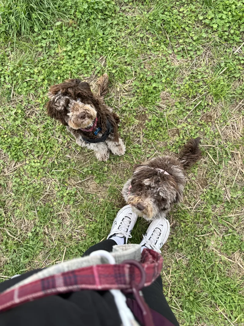 Willow and Bruce — a dog at Keynsham Dog Park, a secure private dog field in Keynsham, Bristol