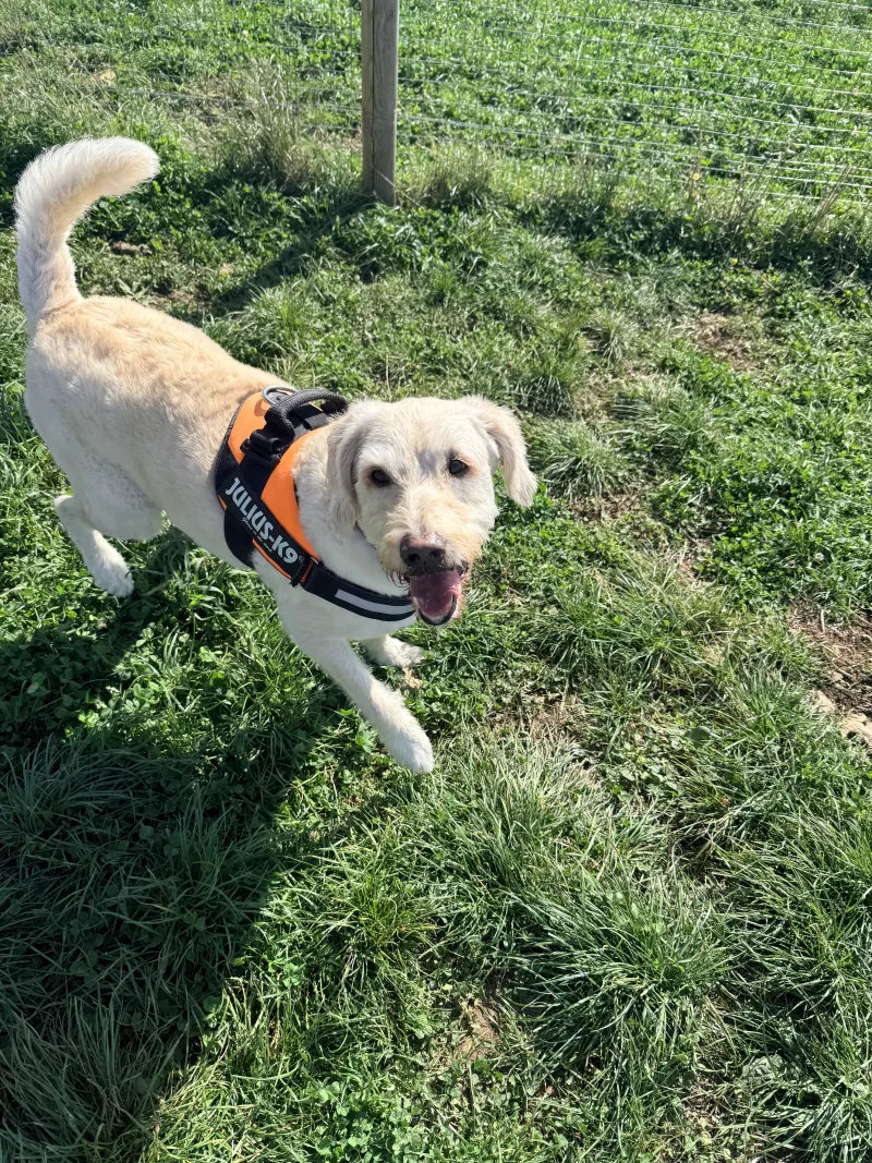 Florrie is older now but still loves the fields — a Cockapoo at Keynsham Dog Park, a secure private dog field in Keynsham, Bristol